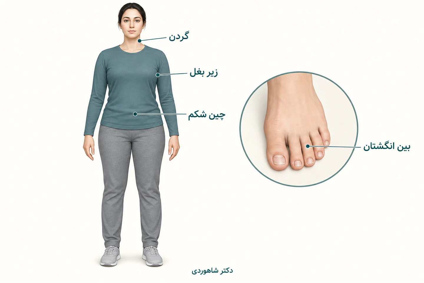 نقشه نواحی چین گردن، زیر بغل، شکم و بین انگشتان